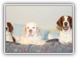 Arin, Ella and Aoife in bed: NyaStar Irish Red and White Setter