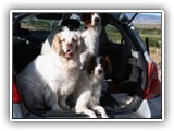 Ella, Arin and Aoife in car to go hunting: NyaStar Irish Red and White Setter