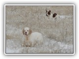 Ella Aoife Winter 2010: NyaStar Irish Red and White Setter