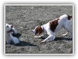 Ella and Arin at the Park: NyaStar Irish Red and White Setter