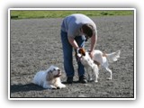 Ella and Arin at the Park: NyaStar Irish Red and White Setter