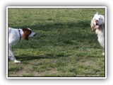 Ella and Arin at the Park: NyaStar Irish Red and White Setter