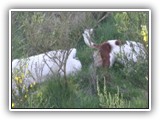 Ella and Arin at the Park: NyaStar Irish Red and White Setter