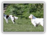 Ella and Arin at the Park: NyaStar Irish Red and White Setter