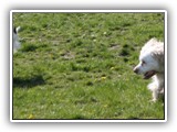 Ella and Arin at the Park: NyaStar Irish Red and White Setter
