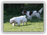 Ella and Arin at the Park: NyaStar Irish Red and White Setter