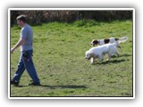 Ella and Arin at the Park: NyaStar Irish Red and White Setter