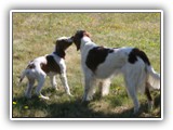 Arin and Baby Aoife: NyaStar Irish Red and White Setters