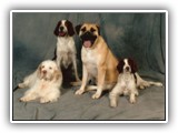 Family Photo: NyaStar Irish Red and White Setters