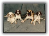 Family Photo: NyaStar Irish Red and White Setters
