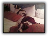 Arin and Aoife: NyaStar Irish Red and White Setters