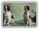 Arin and Aoife: NyaStar Irish Red and White Setters