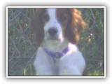 Irish Red and White Setter: Rossmore Lightnin Strikes