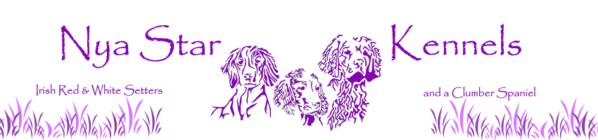 Nya Star Irish Red and White Setter Breeder