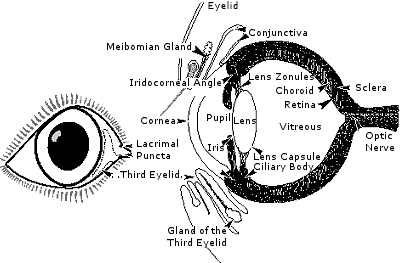 http://www.veterinaryvision.com/pictures/eyedrawing-b.gif